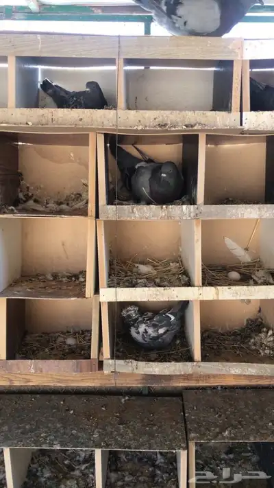 حمام ودجاج للبيع 3
