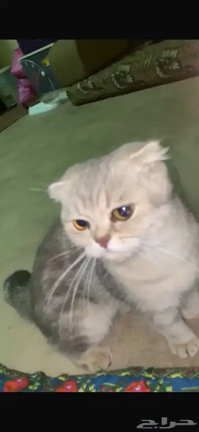 قطط 3