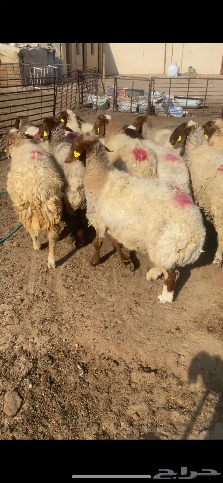 غنم نعيم مضاريع سن وديد 11 index