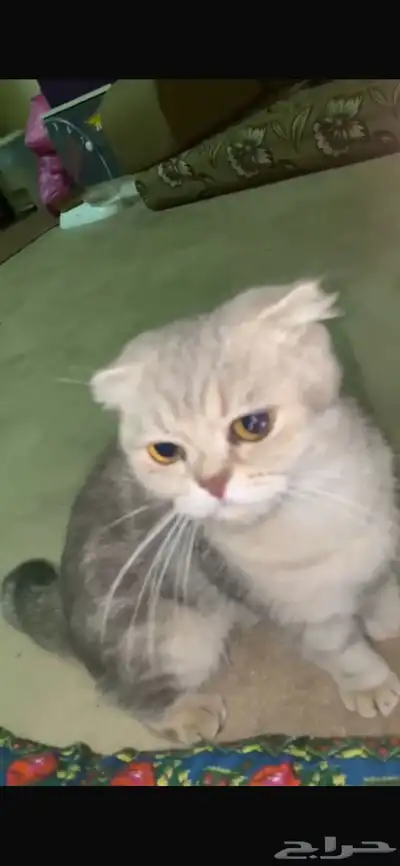 قطط 4
