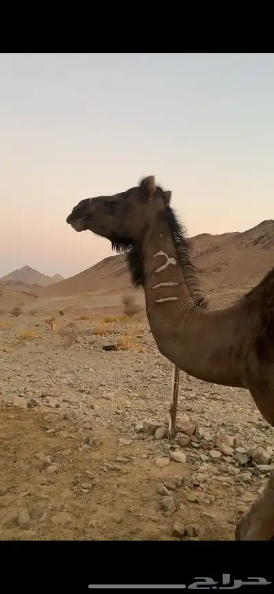 خلفه صفرا شاق نابها 0