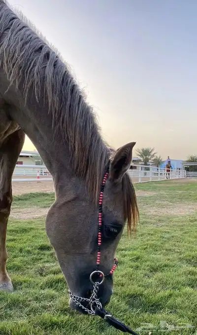 مهره عربيه شعبيه كفو 0