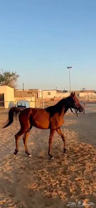مهر شعبي 0