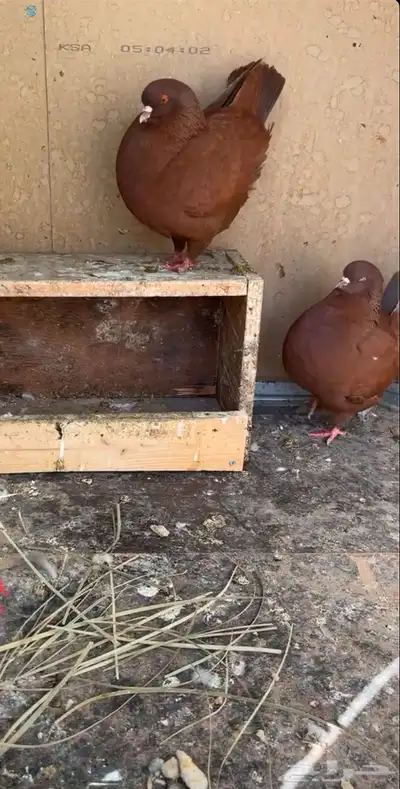 حمام كنق للبيع علئ السوم 5