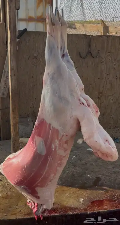 ذبايح 0