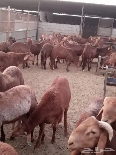 سواكن حمري 4