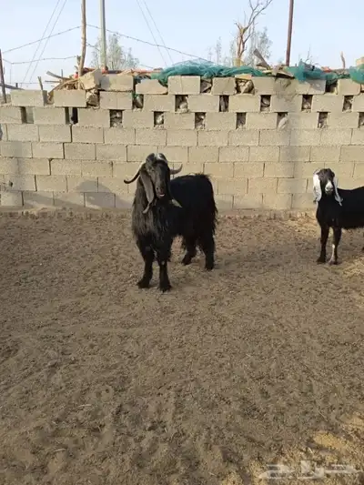 تيس حار 5