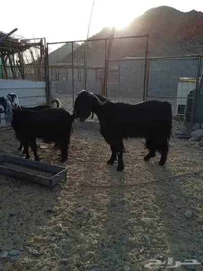 تيس حار 1