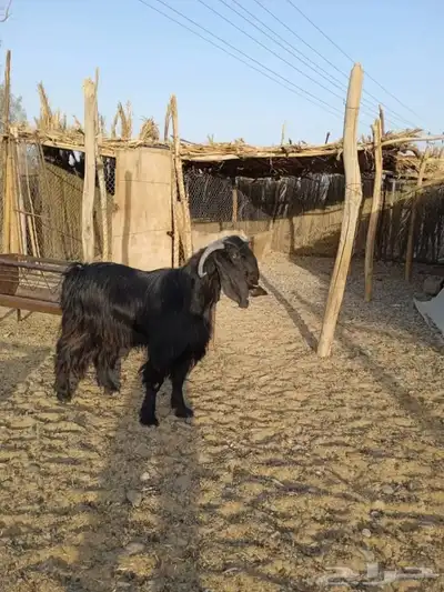 تيس حار 6
