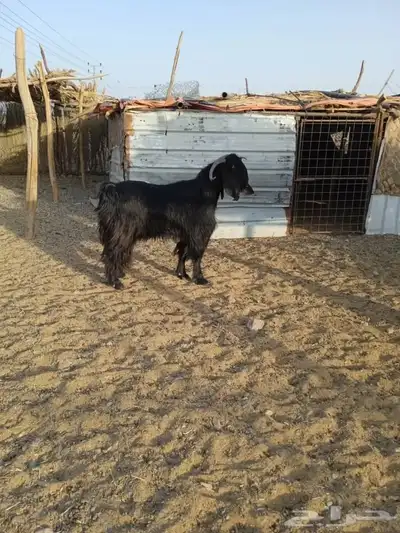 تيس حار 3