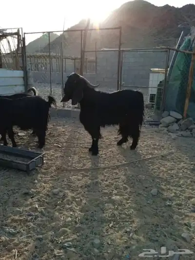 تيس حار 0
