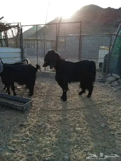 تيس حار 4