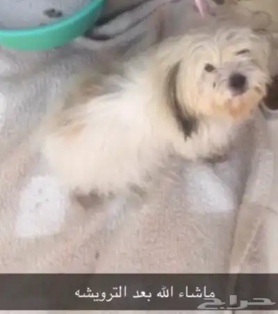 كلبه مالتيز 0