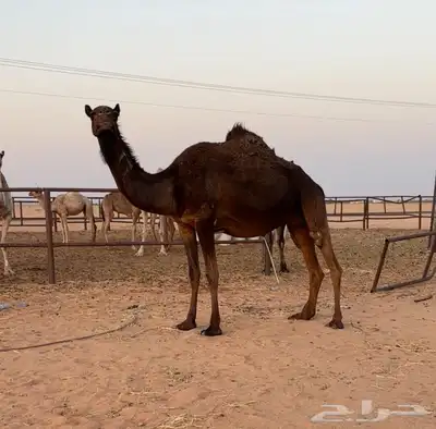 لقحه ملحاء طيبه 3
