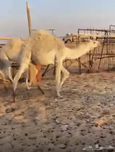 قعدان 3 1