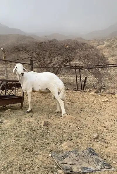 مشروع فحل. 2 0