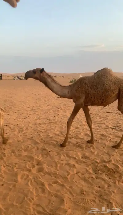 بكره شعلا 2