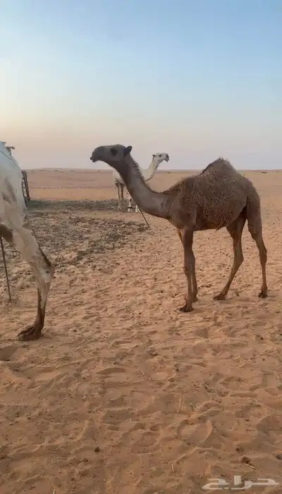 بكره شعلا 1