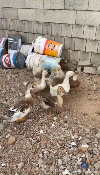 بط شرشيري و بكيني 1