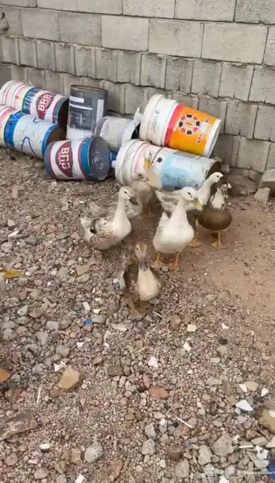 بط شرشيري و بكيني 0