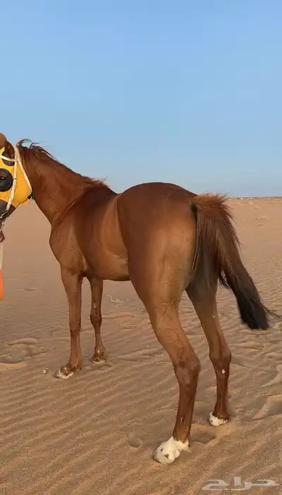 خيال شعبي 0