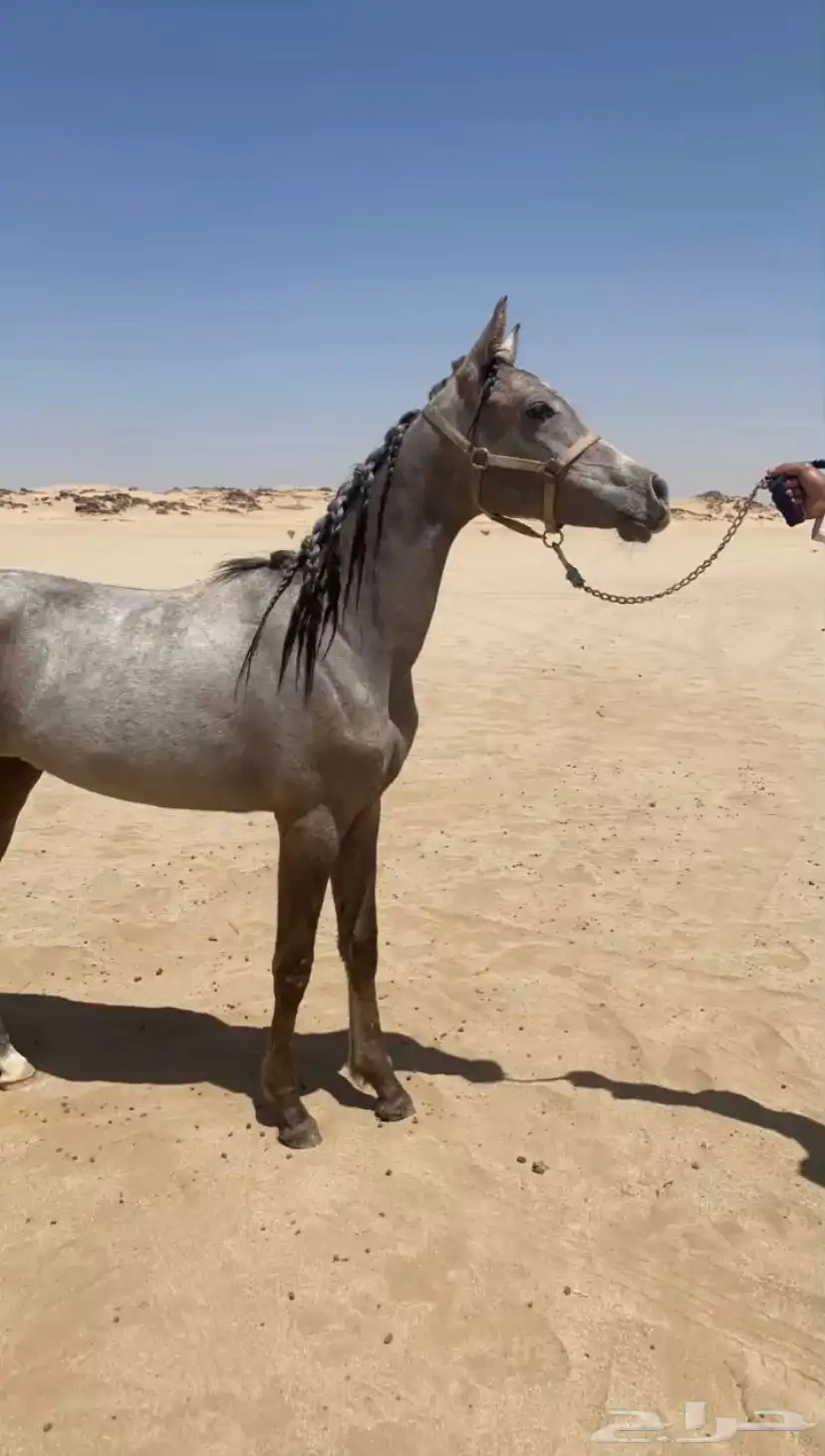 مهره شعبي فاخر كفو مع البل index