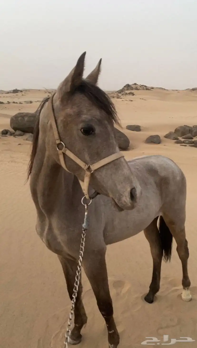 مهره شعبي فاخر كفو مع البل index