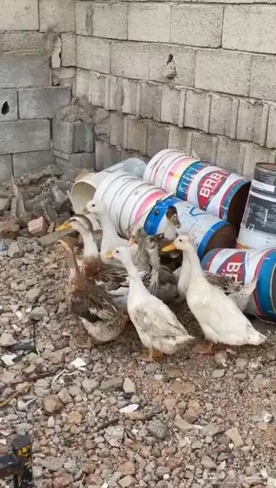 بط شرشيري و بكيني 2