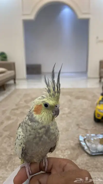 طير كروان انثى 2