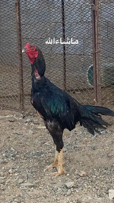 دجاجه بكستانيه 2