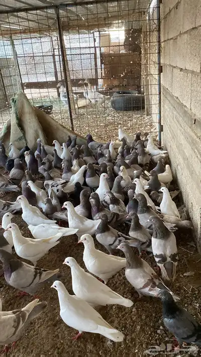 حمام فرنسي سوبر جابو 4
