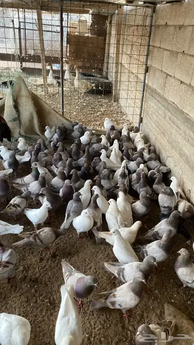 حمام فرنسي سوبر جابو 1