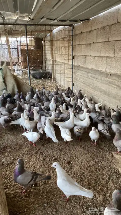 حمام فرنسي سوبر جابو 2