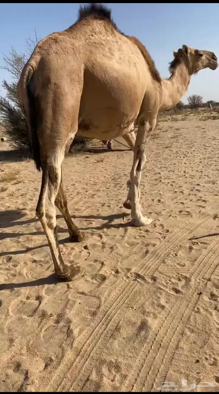 ناقه لقحه 8 شهور 2