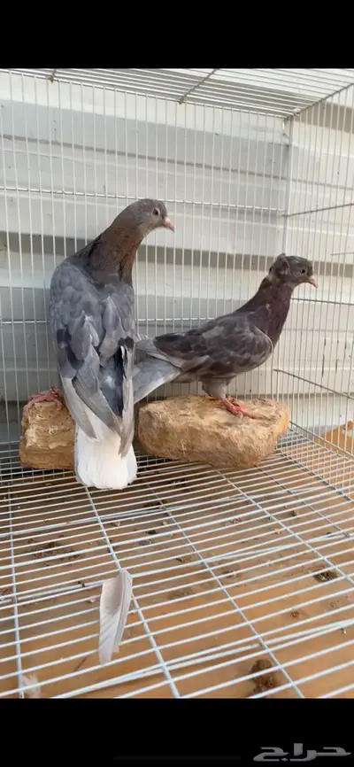 اخوان حمر الدخيل. وانث حمر ابرهة سالم الخرج 2