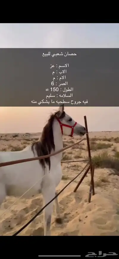 خيل شعبيي 1