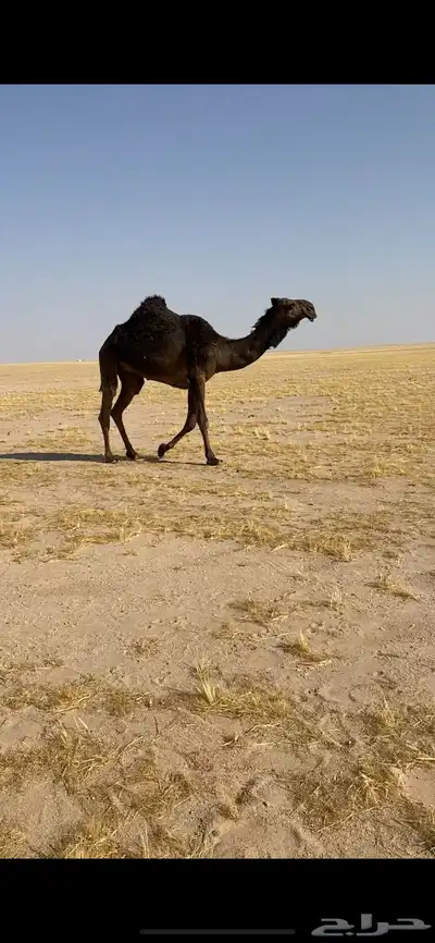 ثنيه مصعد 0
