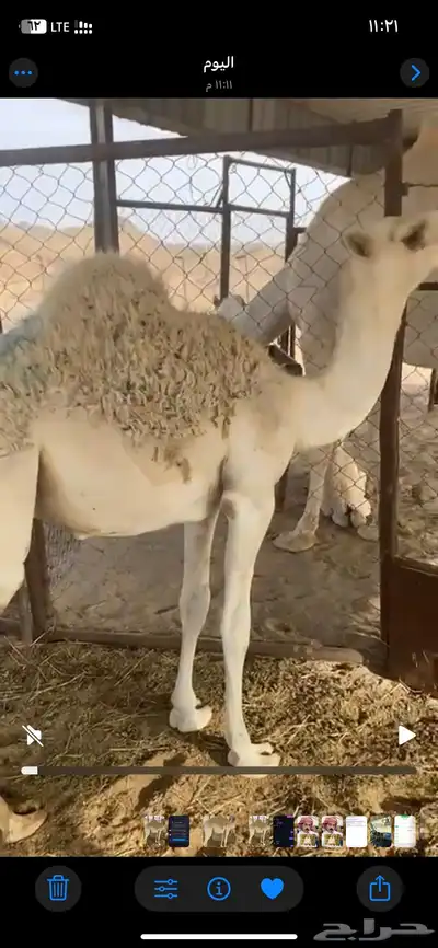 القعود للبيع كفو ولباني اللي يبي المقطع يتواصل واتس 0