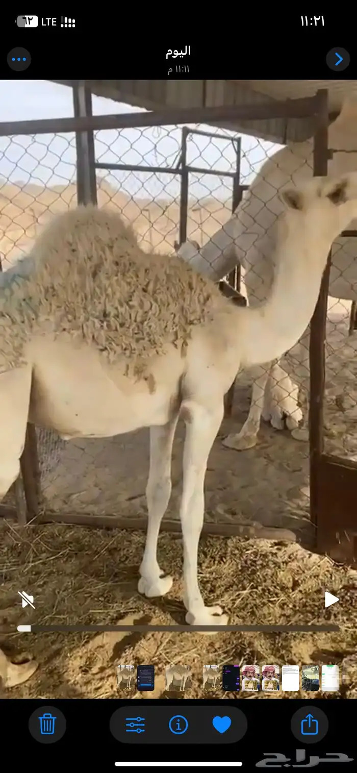 القعود للبيع كفو ولباني اللي يبي المقطع يتواصل واتس 0