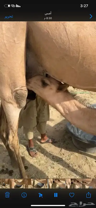 بكره كفوو تحت امها عمرها ما يقارب سبع شهور ولا حولها 1