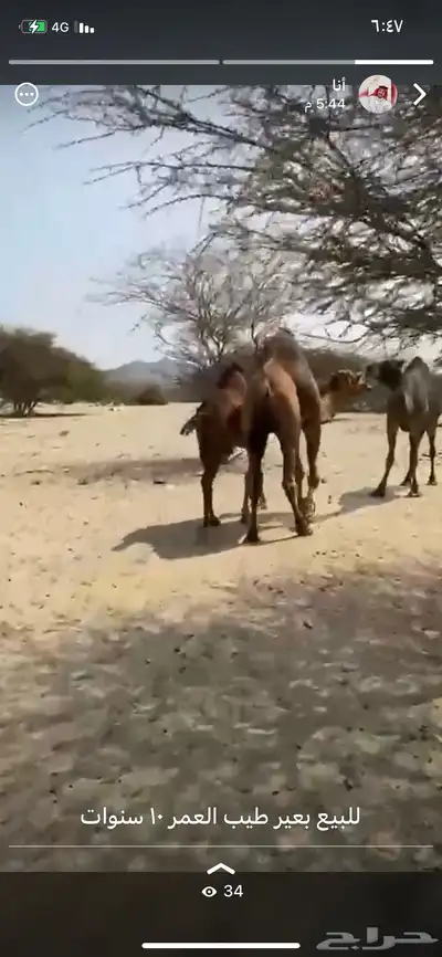 بعير ساحلي للبيع 0