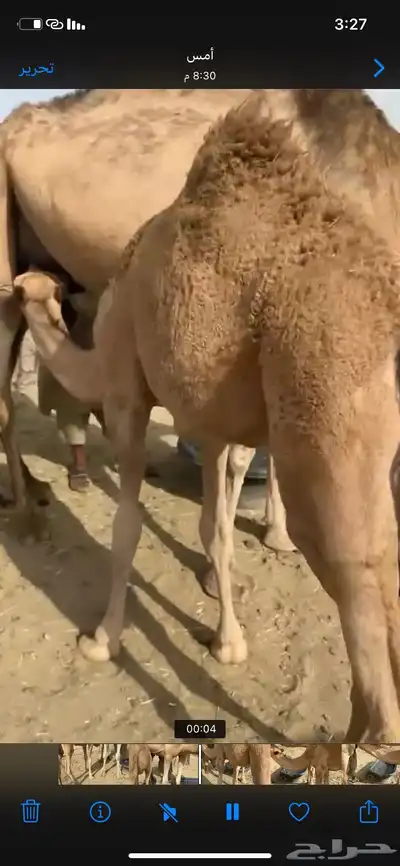بكره كفوو تحت امها عمرها ما يقارب سبع شهور ولا حولها 0