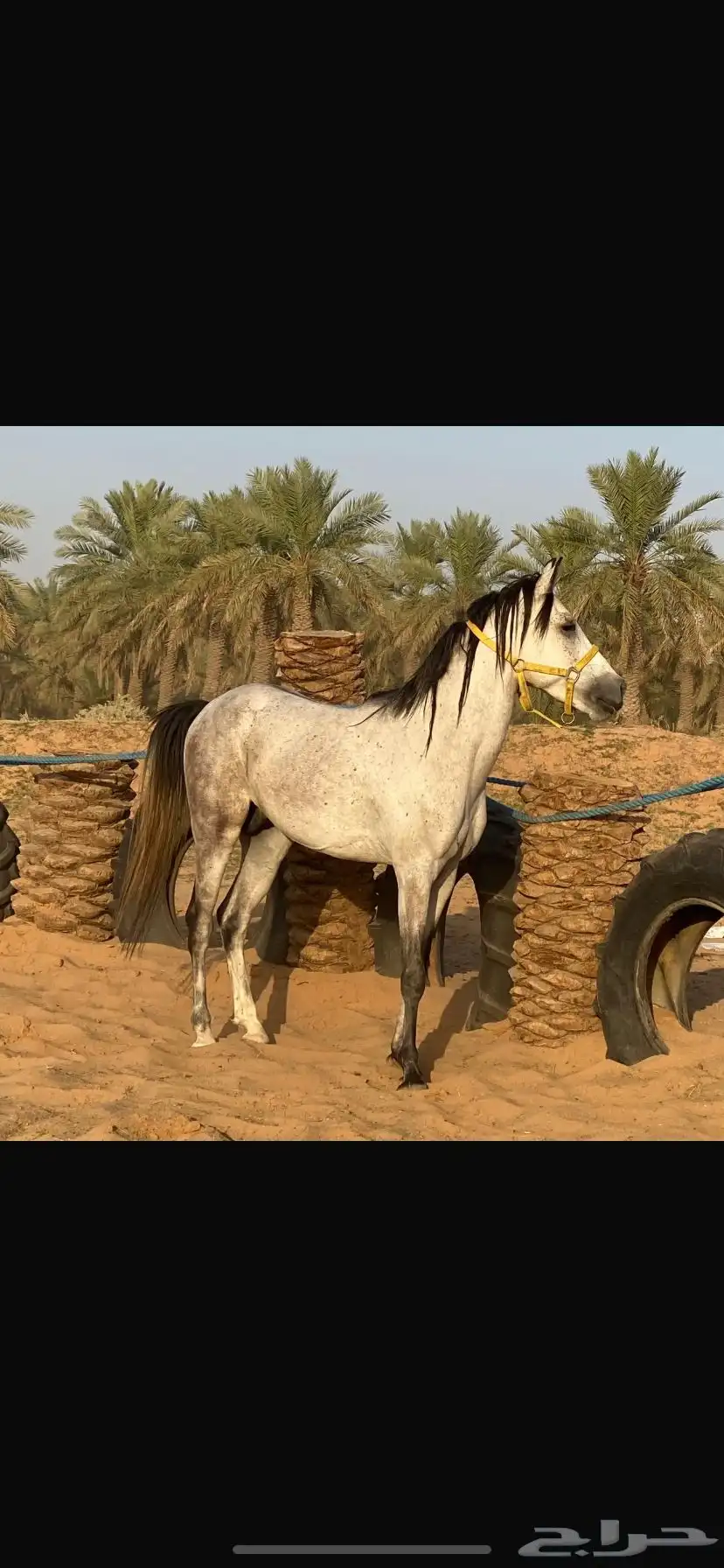 خيل شعبي للبيع حصان  (مسيوم) index