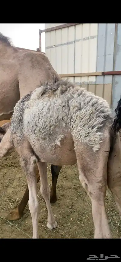 قعود 5