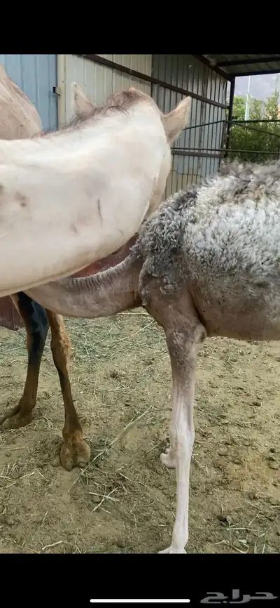 قعود 7
