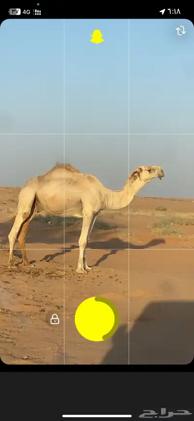 قعود 0