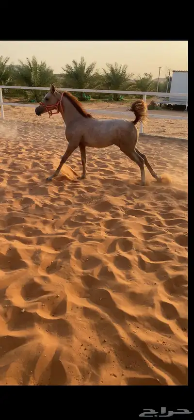 مهره شعبيه فاخره تنافس الواهو 0