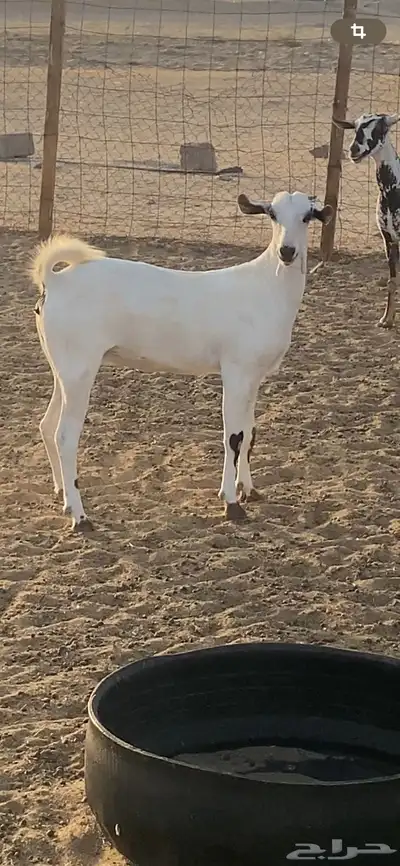 جفره بيشيه فاخره 1