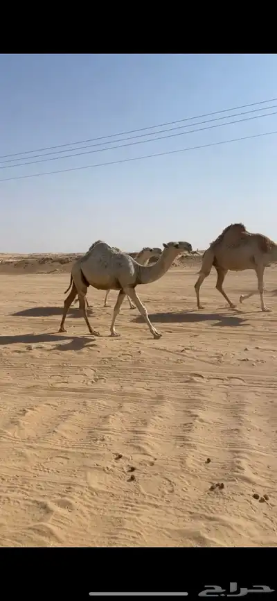 قعود مفرود على غفلاان 2