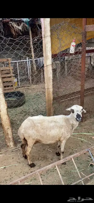 نعجه مبيوع ولدها 3